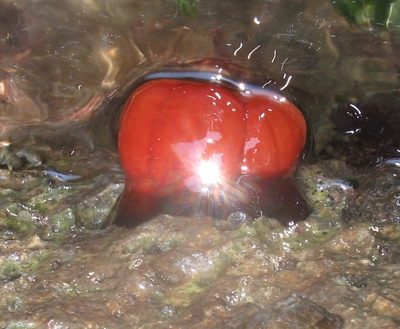 Actinia equina (Linn, 1758)
